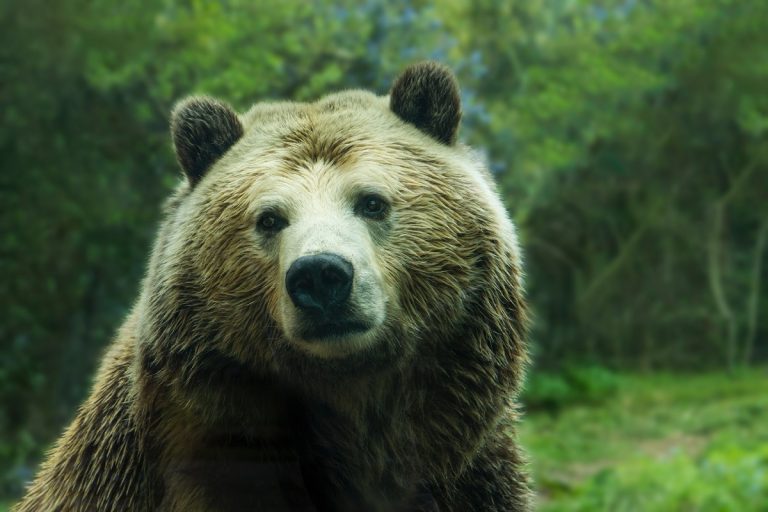 A második végzést is visszavonták, amely a caldesi medve elaltatására vonatkozott