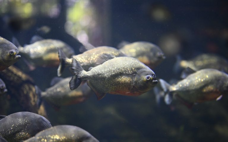 Piranhák támadtak egy csapat fürdőzőre Brazíliában, nyolc fő megsérült