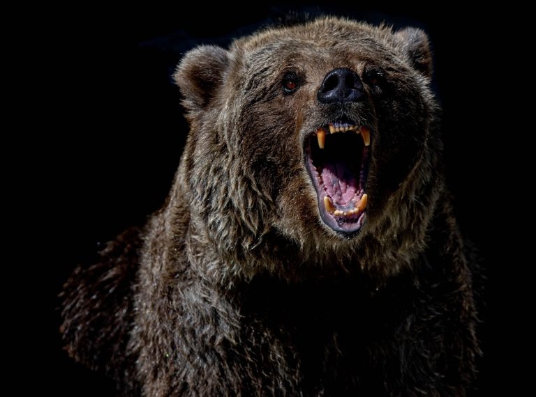 Medvetámadás történt Szlovákiában, egy erdész és egy vadász megsebesült