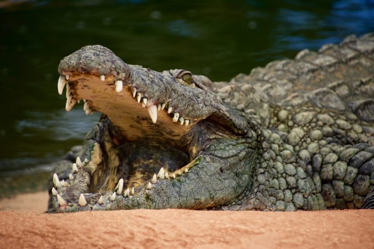 Megtámadta egy krokodil, kézzel feszítette szét az állat állkapcsát