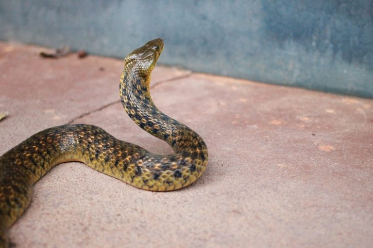 Kilométereken át cipelte a kígyómarást elszenvedett gyermekét, nem tudták megmenteni