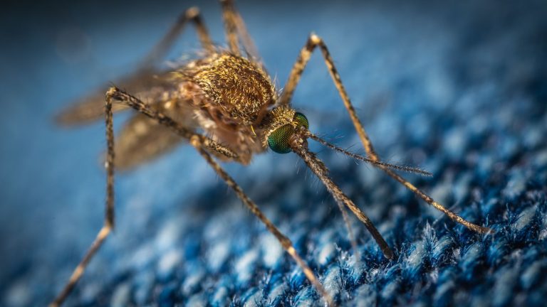 Az El Niño visszatérésével halálos vírusok is érkezhetnek