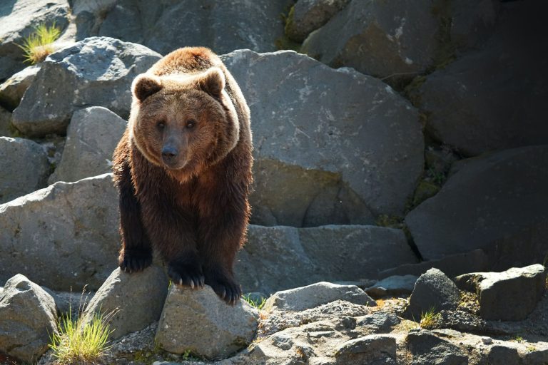 Grizzly medve támadott meg egy nőt Montanában, életét vesztette