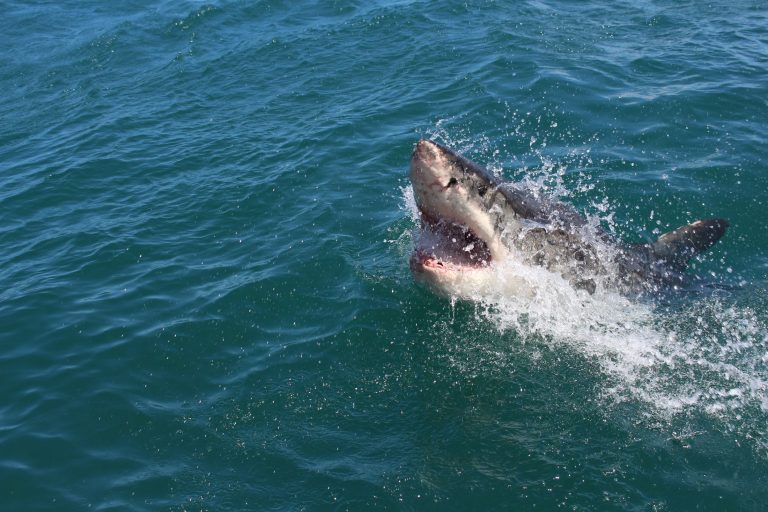 Megtámadta egy cápa, ám a szörfös nem hagyta magát és megmenekült