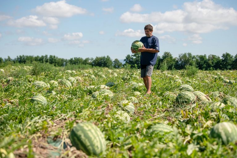 A Nébih szakemberei szerint is ízletes és jó minőségű a magyar dinnye