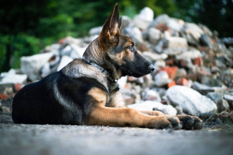 Szívszorító, ahogy egy kutya elhunyt gazdáját várja Szardínia szigetén (fotó)