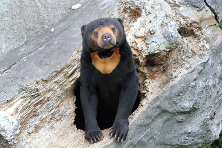 Tízezreket vonz egy kínai állatkert „kamu medvéje”, ami nagyon is igazi