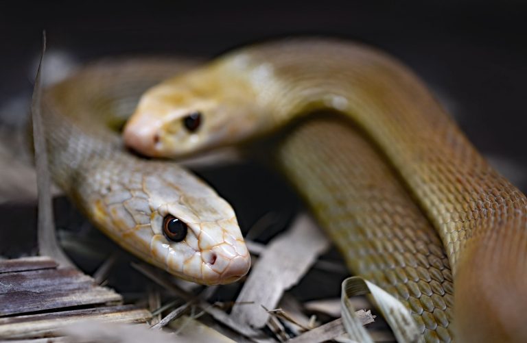 A szokatlanul magas hőmérséklet miatt korábban kezdődik az ausztráliai kígyószezon