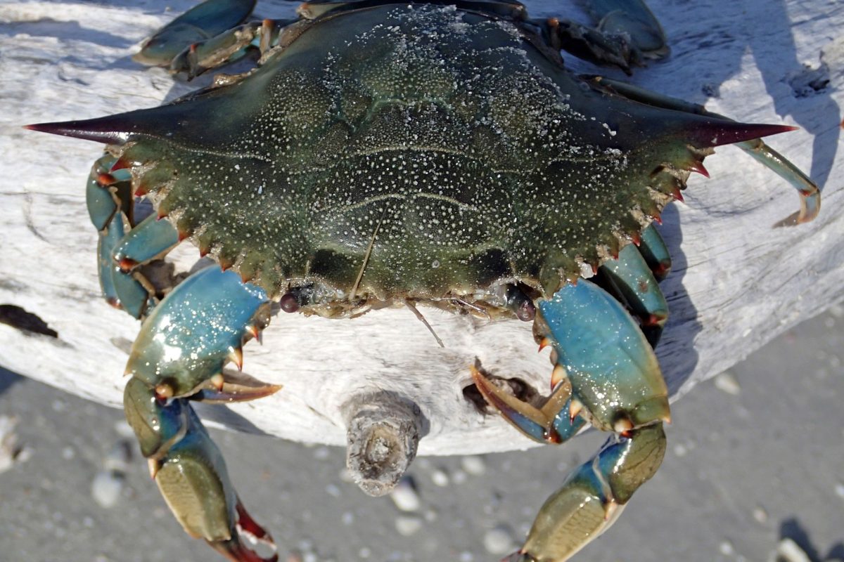 Invazív kék rákok jelentenek fenyegetést Olaszország gazdaságára