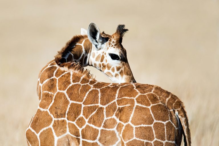 Igazán ritka, foltnélküli zsiráf született egy amerikai állatkertben