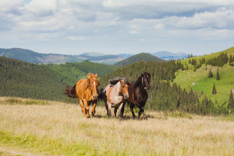 Nem egy nyári lovas tábornál tártak fel hiányosságokat