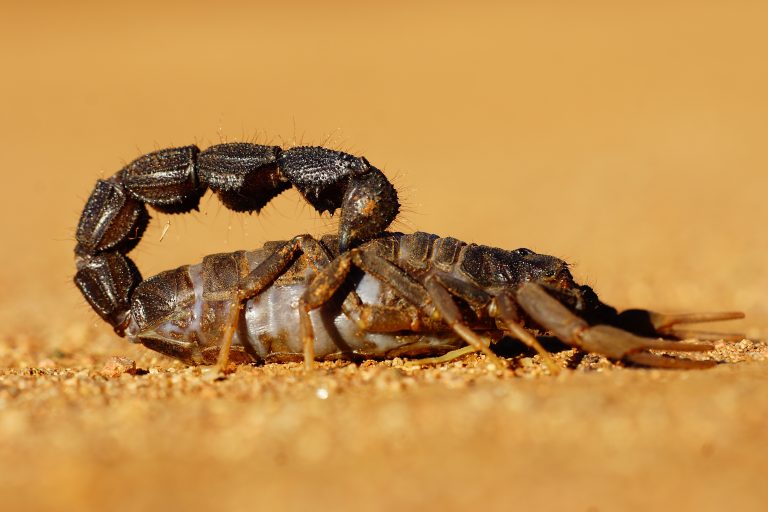 Belehalt a skorpiócsípésbe egy egyéves paraguayi kislány