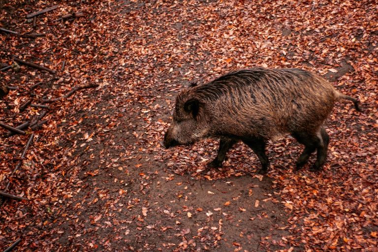 Leölés helyett fogamzásgátlóval akadályoznák meg a vaddisznók túlszaporodását