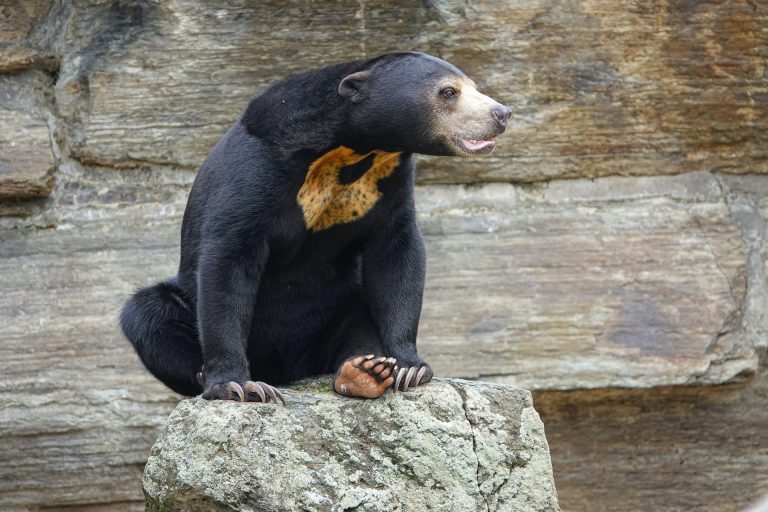 Továbbra is tagad a kínai állatkert, nem kamu a medvéjük
