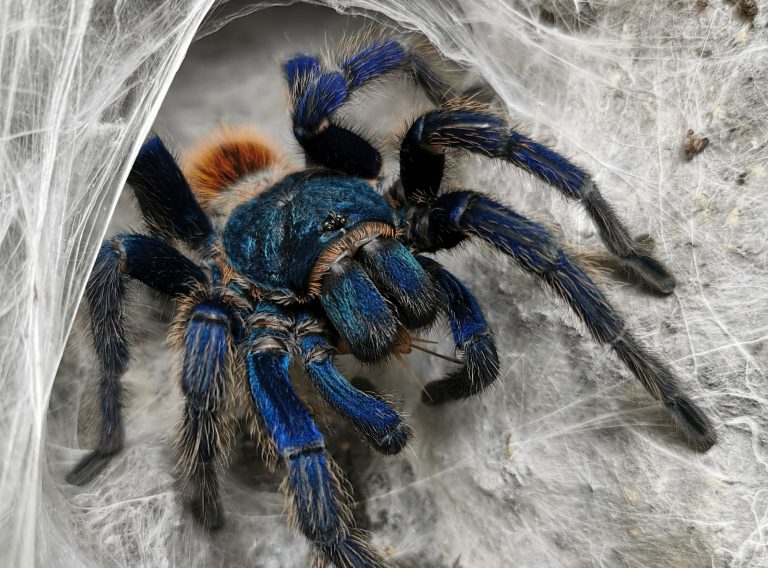 Egészen lenyűgöző új tarantula fajt fedeztek fel Thaiföldön