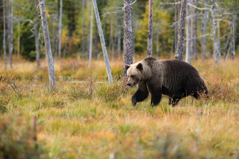 Szomorú sors várhat az erdélyi medvékre, egyre zsugorodik az életterük