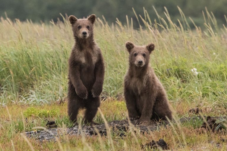Három medve osont be egy japán gyárba, majd egy napig bújócskáztak