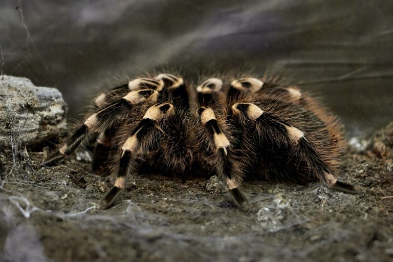 Tarantula okozott autóbalesetet Kaliforniában