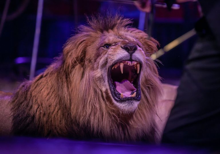 Megszökött egy cirkuszi oroszlán Olaszországban, órákig kószált az utcákon