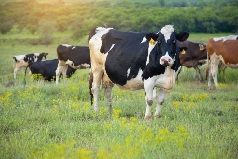 Szigorítják az antibiotikum-felírás követelményeit az élelmiszer-termelő állatok esetében