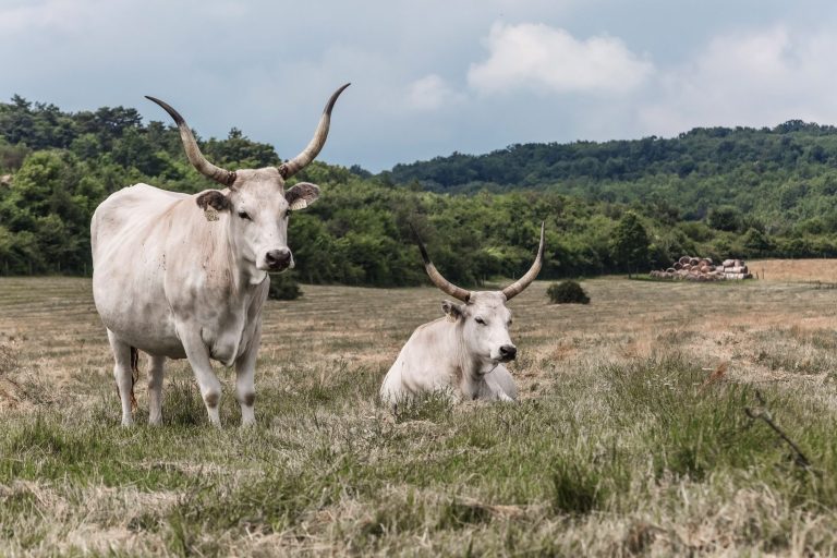 Megkezdődött a Natura 2000 besorolású erdők idei támogatásának kifizetése