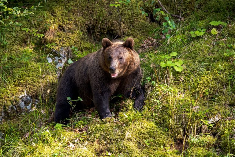 Medve támadt két vadászra Erdélyben
