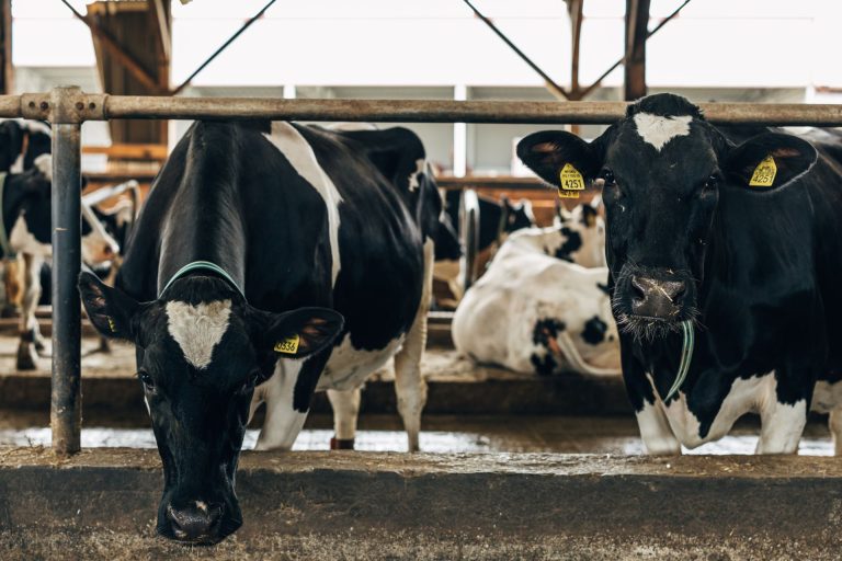 Fontos információkat közölt az Agrárminisztérium a tehéntartási támogatások kapcsán