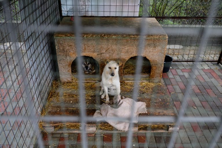 Sok magyar adományoz állatmenhelyeknek karácsonykor
