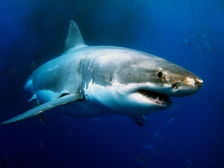 Halálos cápatámadás történt Ausztráliában, egy fiatal fiú az áldozat