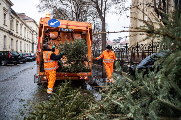 Szervezetten gyűjti és hasznosítja a fenyőfákat a Budapesti Közművek