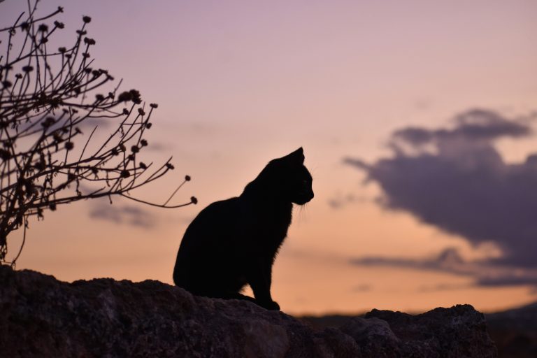 Veszett macskát találtak Szabolcs-Szatmár-Bereg vármegyében az ukrán határ közelében