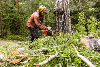 Erdőgazdálkodás: az erdészek szava is számít, ha uniós döntésekről van szó