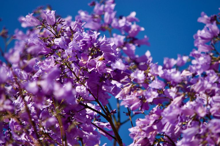 Virágzásnak indult a jacaranda Mexikóban, és ez nagyon nagy baj