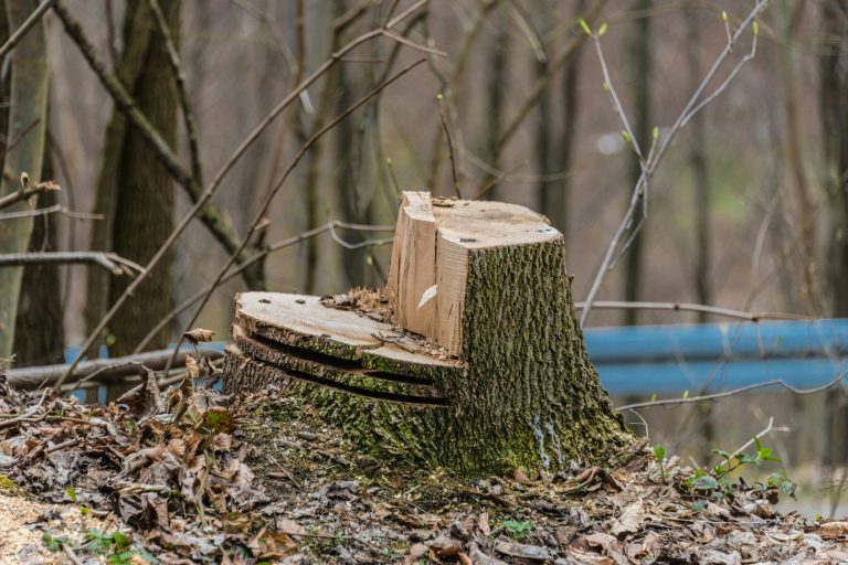 Illegális fakitermelők gyilkoltak meg három járőröző erdőőrt Mexikóban