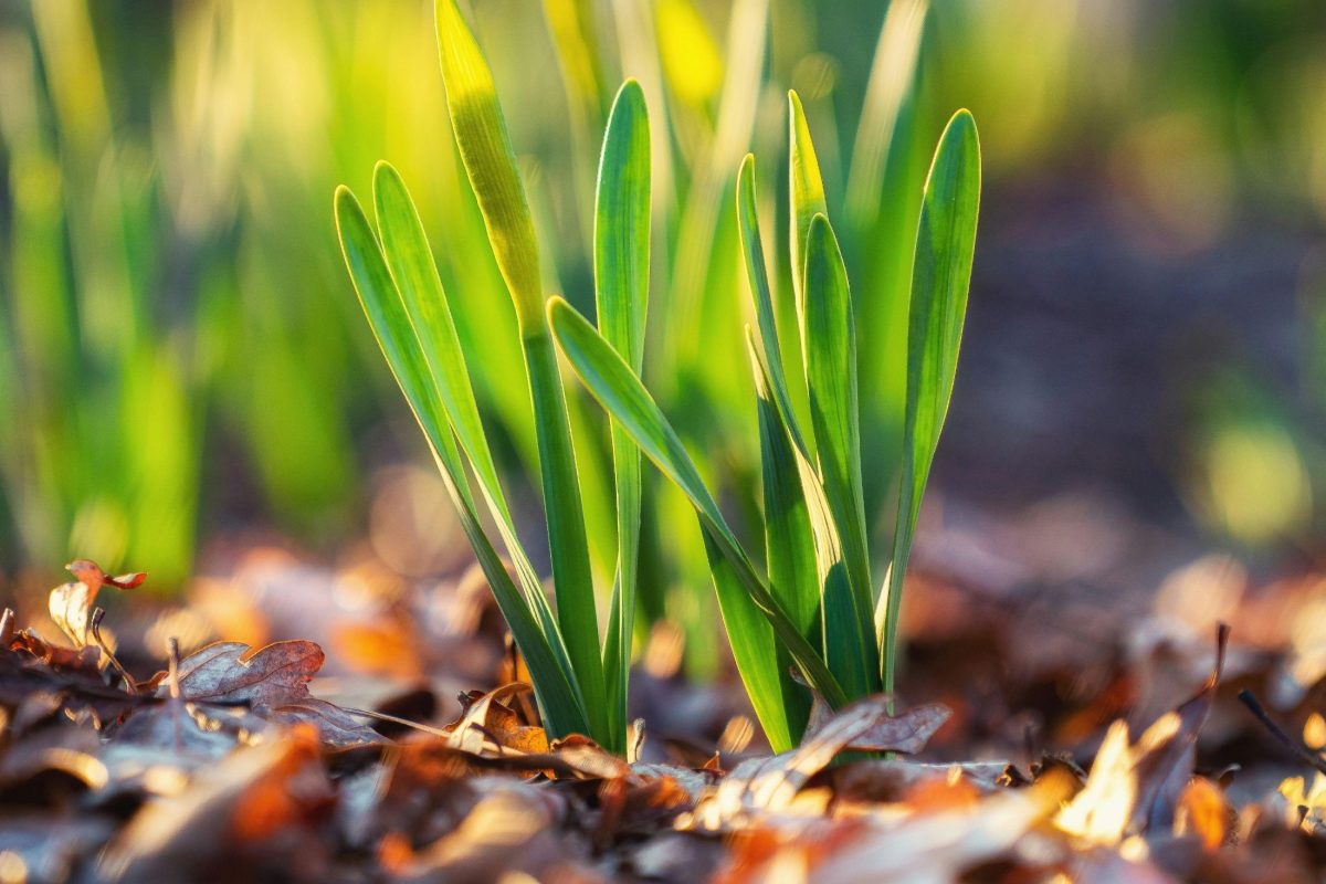 A túl tavaszias időjárás nekünk ugyan jó, ám a növényeknek kevésbé