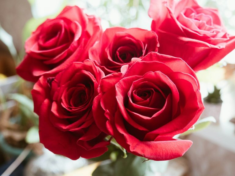 Ezek a virágok a legnépszerűbbek Valentin-napon a boltokban
