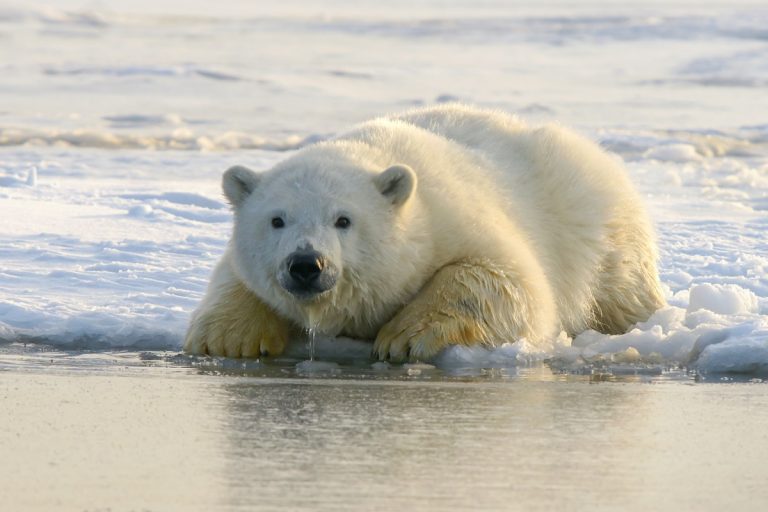 Apró jéghegyen alvó jegesmedve fotójáért járt rangos közönségdíj