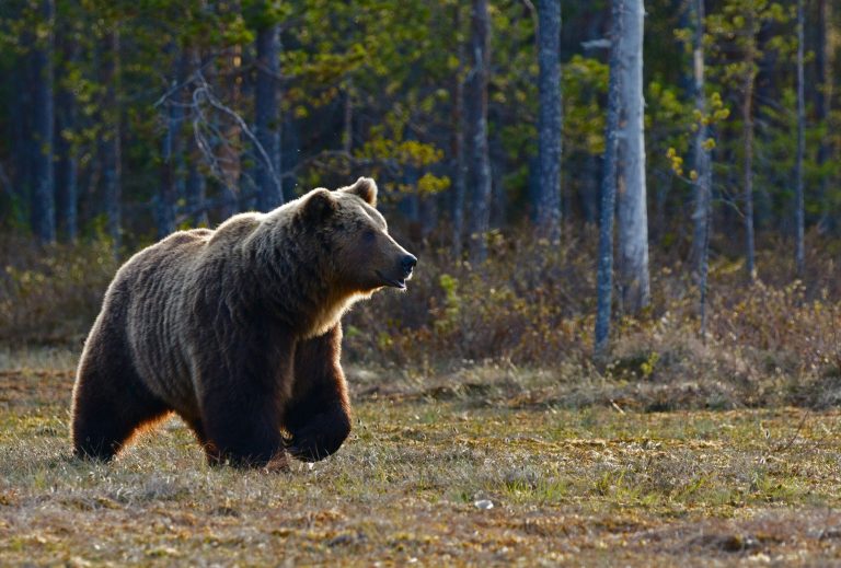 Szokatlanul viselkedő medve mászkált alig 200 méterre a lakóházaktól Szlovákiában