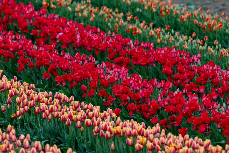 Újra várja az érdeklődőket a Kőröshegyi tulipánszüret
