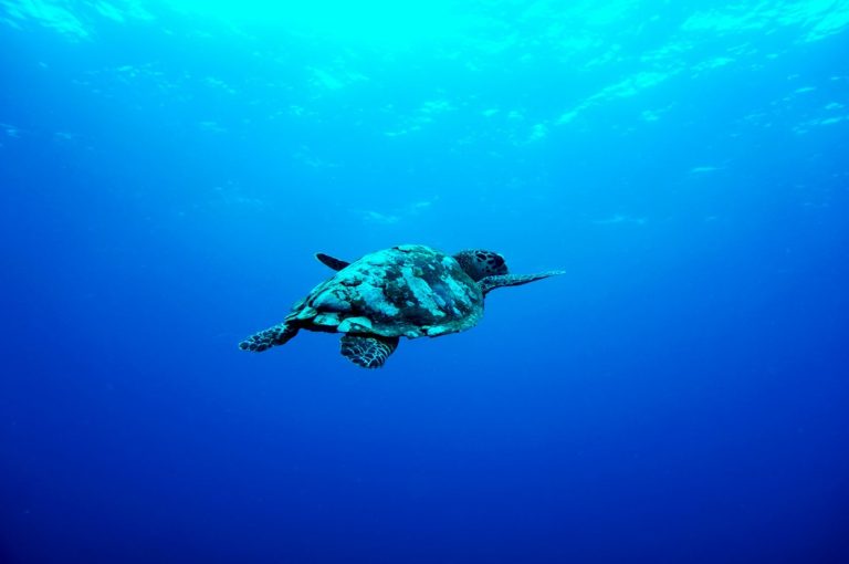 Kilencen meghaltak, miután teknőshúst ettek Pemba szigetén