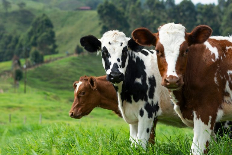 Létrehoztak egy génmódosított tehenet, amely képes emberi inzulint termelni a tejében