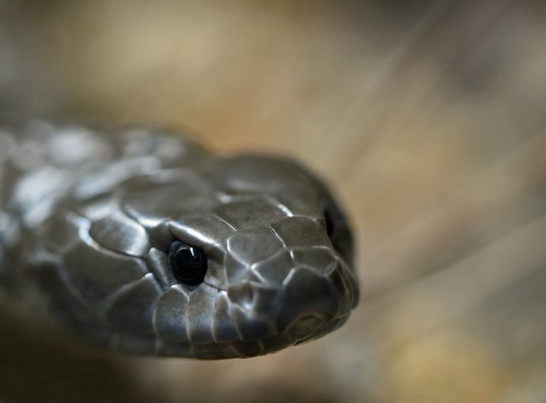 A világ egyik legmérgezőbb kígyója marta meg a férfit, kis híján belehalt