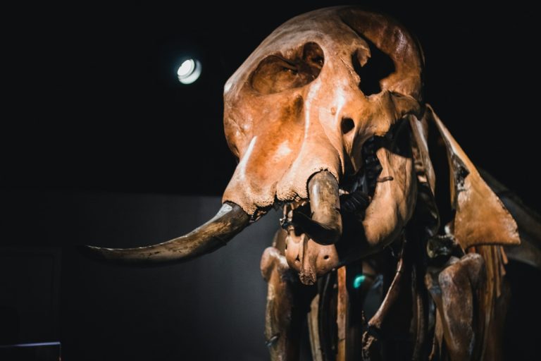Pár éven belül visszatérhetnek a gyapjas mamutok