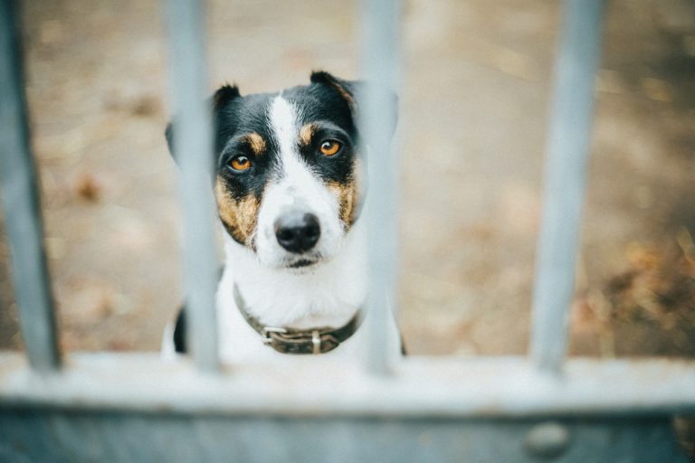 Valaki húsba rejtett tablettákkal mérgezi a kutyákat Budapesten
