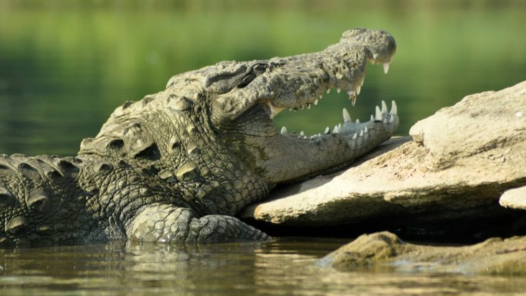Krokodiltámadásban veszthette életét egy 16 éves fiú