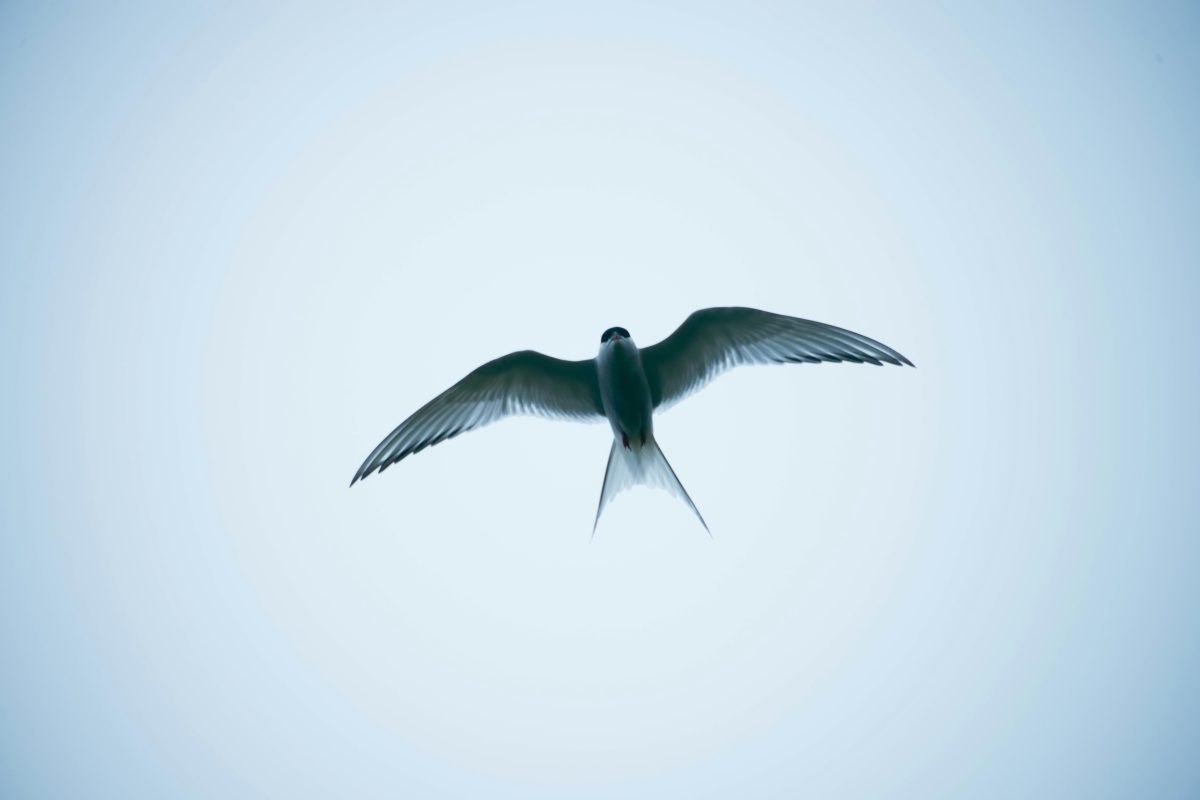 A fecskék a hosszútávú repülés világbajnokai, az év nagy részét a levegőben töltik