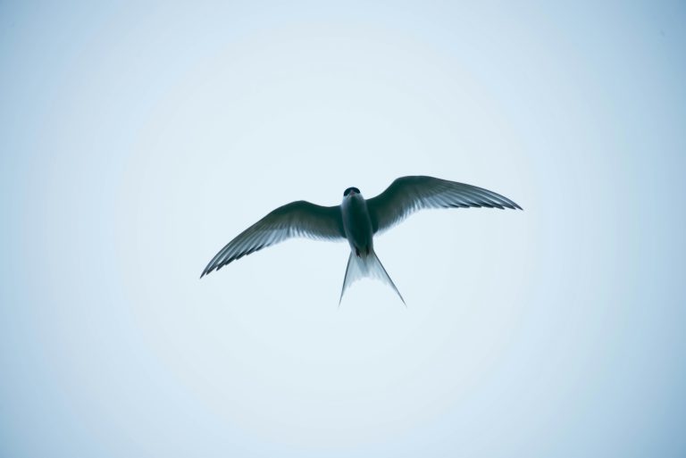 A fecskék a hosszútávú repülés világbajnokai, az év nagy részét a levegőben töltik