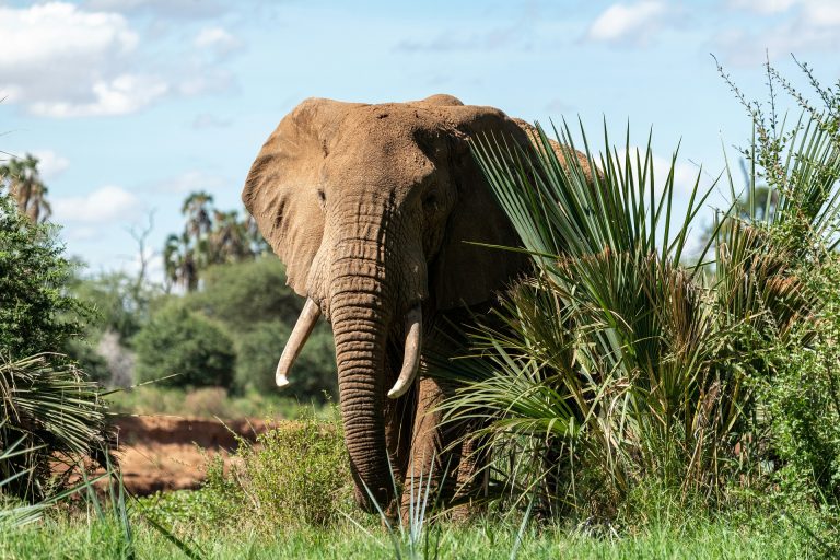 Turistákra támadt egy elefánt, egy ember életét vesztette