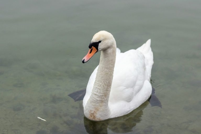 Zoológus: sorra hullanak a vízimadarak a Balatonnál