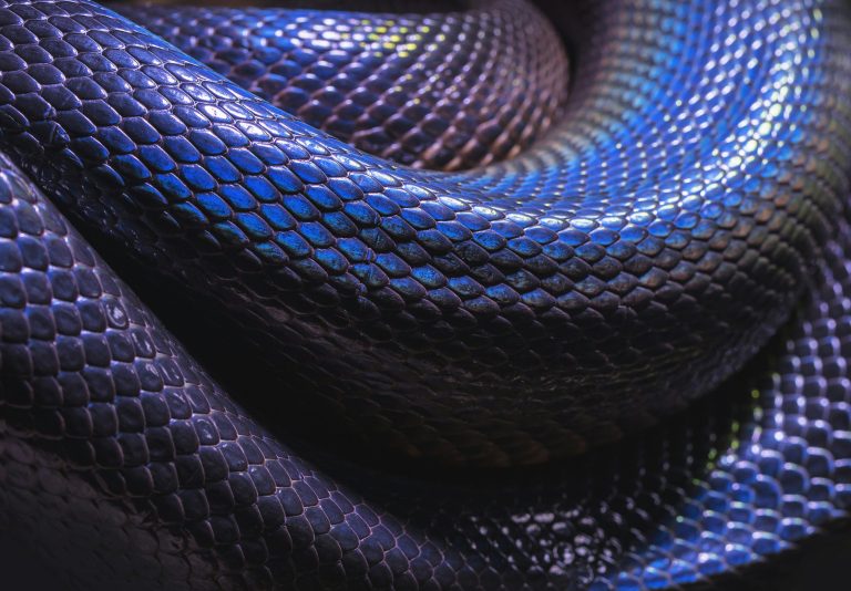 Rekordmennyiségű mérget termel egy kígyófajta, 400 embert is képes lenne megölni